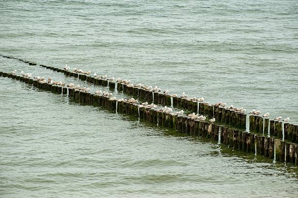 Numerous seagulls rest on wooden breakwaters in the ocean