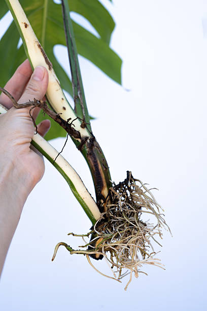 istock Hand holding a Monstera Albo cutting with Fresh Roots and Sprouting Shoot Isolated on White Background – Concept of Plant Propagation, Root Development, Natural Growth, and Botanical Education 2216701083