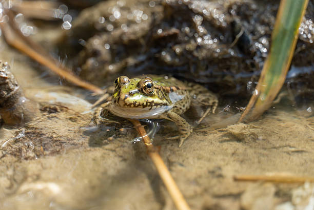 istock Marsh frog sits in lake and watches close-up. 2216702124
