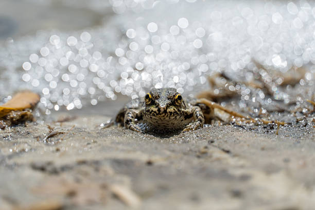 Marsh frog sits in lake and watches close-up. Green toad species of tailless amphibians of family ranidae. Single reptile of pelophylax ridibundus common in water. Portrait wet wild animal in pond.