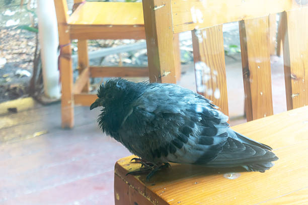 istock Wet bird perched on wooden table in cafe setting 2216702836