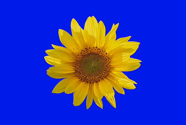 Close-up of a sunflower with vibrant yellow petals and detailed seed head against a clear blue sky