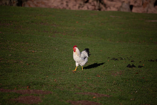 istock Rooster walking freely on green grass in a sunny countryside setting during daytime hours 2216703810
