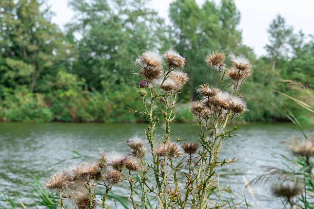 Close-up of a dry thistle plant with spiky, fluffy seed heads against a blurred natural background. The muted earthy tones and soft lighting evoke a quiet, contemplative atmosphere, symbolizing the end of the growing season.