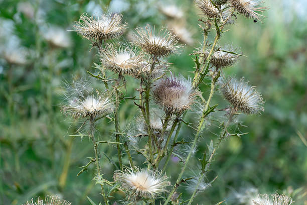 istock Sharp blooming field thistle with tufts of fluff close-up. 2216705167