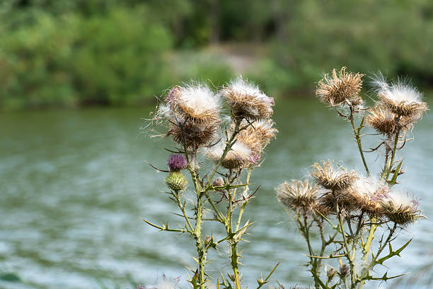 Sharp blooming field thistle with tufts of fluff close-up. Blossoming cirsium arvense or pink sow thistle growing in meadow. Carduus burdock of the asteraceae family dangerous to high nitrite content.