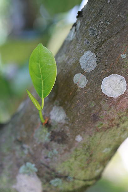 istock Close-up of young jackfruit leaf on tree trunk. 2216705840