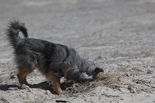 istock Dog looking in rodent hole 2216706471