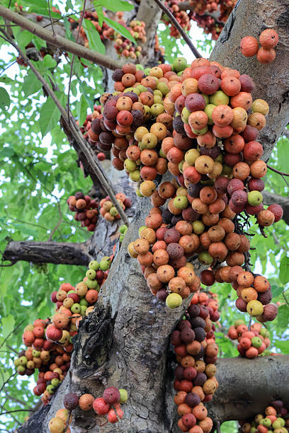 Ficus racemosa tree with vibrant hanging fruits.