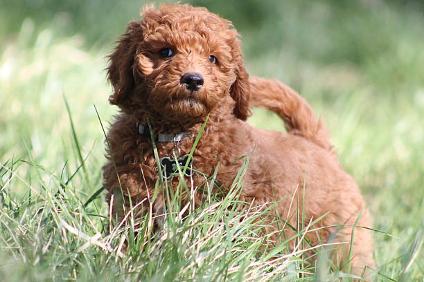 Red golden doodle puppy standing in grass
