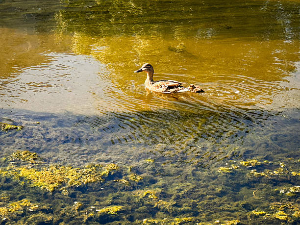 A mother duck leads her ducklings through a pond covered with algae, creating a serene and natural scene.