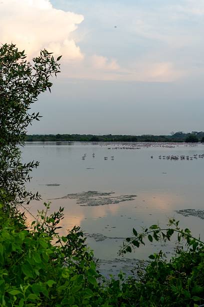 istock Serene Wetland Landscape with Lush Greenery 2216710160