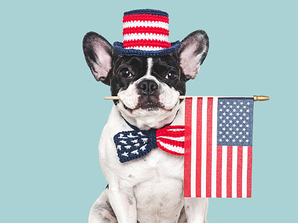 istock Cute puppy, bow tie, top hat and American Flag 2216710793