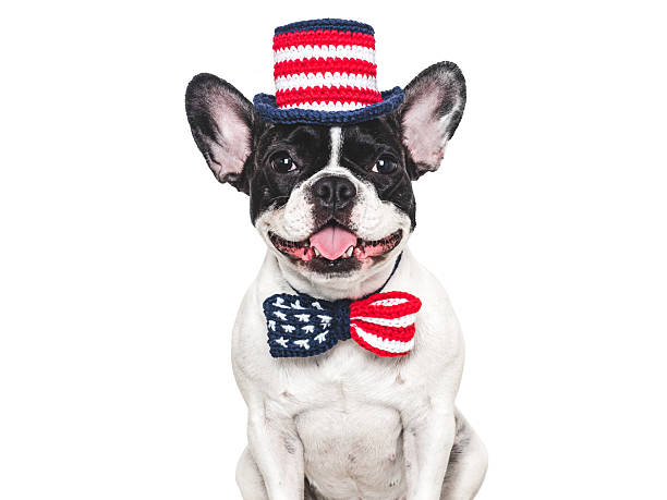 istock Cute puppy and bow tie with American Flag pattern 2216710822