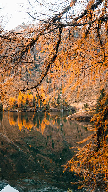 istock View through larch tree branches to mountain lake 2216712525