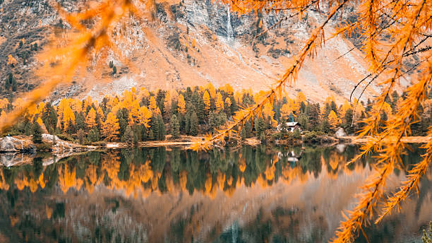 istock View through larch tree branches to mountain lake 2216712582