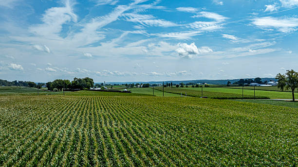 istock Vast Green Cornfield Under a Bright Blue Sky With Scattered Clouds on a Sunny Day in Rural Landscape 2216714128