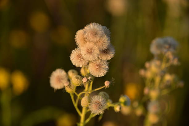 Close-Up of Pearly Everlasting Blossoms with Soft Focus and Warm Lighting