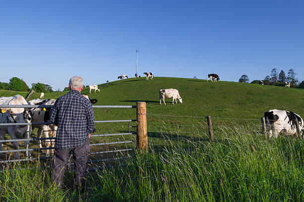 istock Mature man looking at dairy cows in a field 2216720591