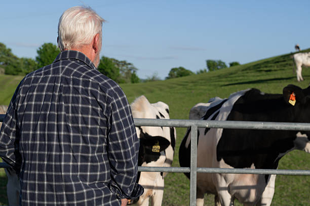 istock Mature man looking at dairy cattle in a field 2216720634