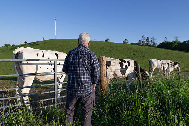 istock Rear view of a senior man looking at cows in a field 2216720719