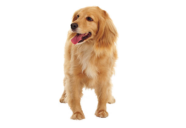 This high-quality studio shot features an adorable brown Cocker Spaniel dog looking directly at the camera with an attentive and friendly expression. The dog is perfectly isolated on a clean white background, making it easy to use for various creative projects. The rich brown coat of the Cocker Spaniel is well-detailed, highlighting the breed's characteristic features, including its long, floppy ears. This image is ideal for pet-related content, veterinary clinics, dog food advertising, breed-specific articles, or any design needing a charming and well-behaved canine subject. The cutout style ensures seamless integration into different layouts and compositions.