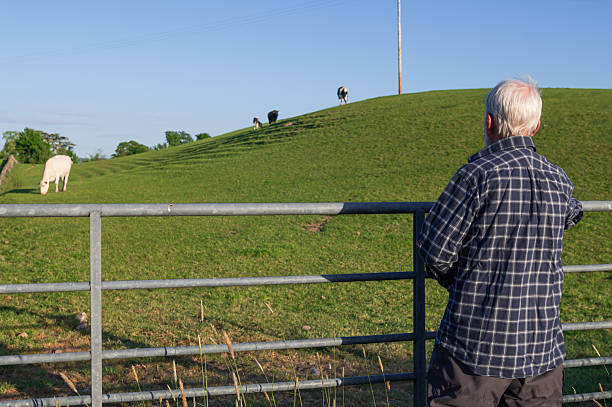 istock Senior man looking at young dairy cattle in a field 2216720792