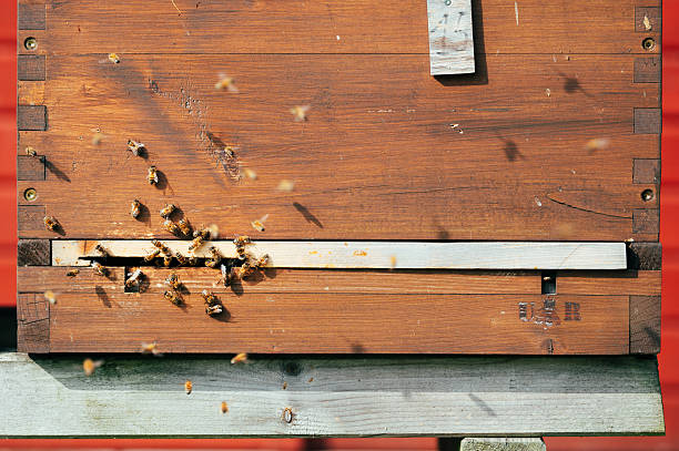 Close-up of many bees buzzing around a hive