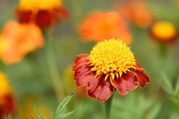 Flowers Marigolds. Side view. High resolution photo. Selective focus. Shallow depth of field.