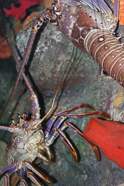 istock Lobster Caribbean Spiny 2216724494