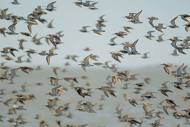 istock Close-up of a large flock of Dunlins (Calidris alpina) 2216725150