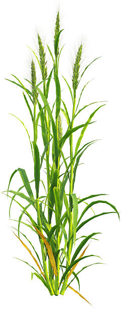istock Side view of Hordeum plant- Barley 2216728220