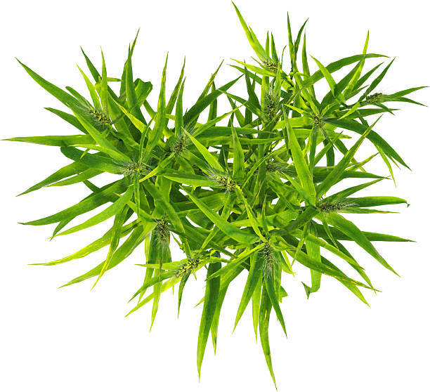 istock Top view of Hordeum plants- Barley 2216728301