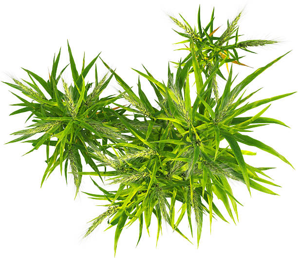 istock Top view of Hordeum plants- Barley 2216728459
