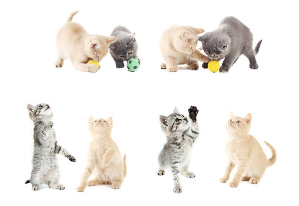 Collage of kittens on a white background