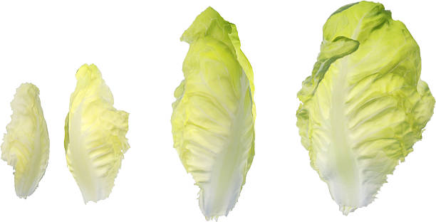 istock Top view of Lettuce leafs set 2216729966