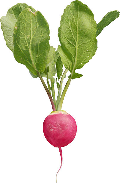 istock Side view of Radish Plant 2216730045