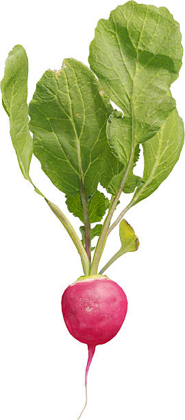 istock Side view of Radish Plant 2216730049