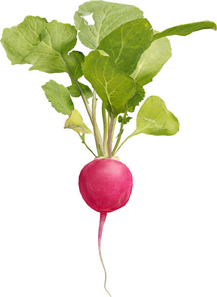 istock Side view of Radish Plant 2216730061