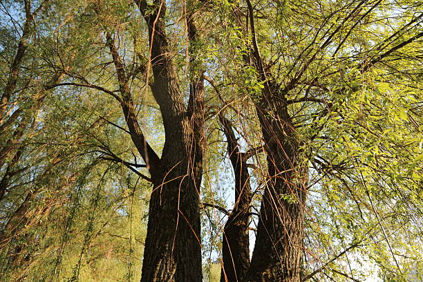 Old big trunk willow tree with green spring branches in park on blue sky background. Portrait with natural lighting, untouched colors in day sky
