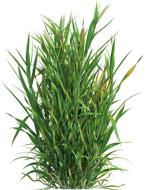 istock Side view of Wheat plants - Triticum 2216730871