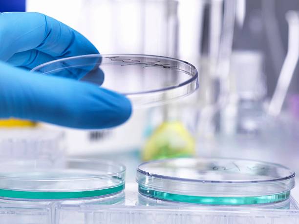 istock A close-up shot shows a gloved hand handling a petri dish in a laboratory environment. 2216730949
