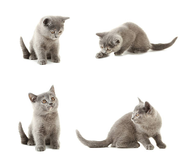 istock Collage of grey kitten on a white background 2216731280