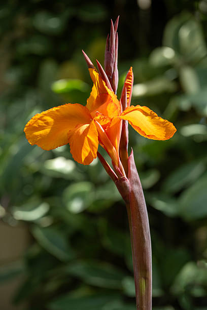 Canna lily