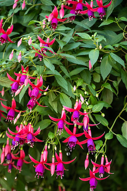 istock Hardy fuchsia 2216733724
