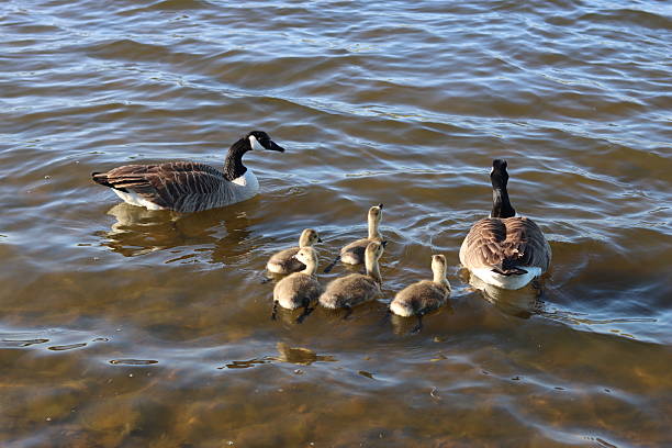 Pair of Canada geese with goslings