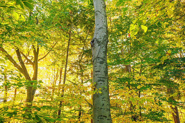 Beautiful sunny morning in green forest