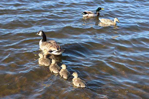 Pair of Canada geese with goslings