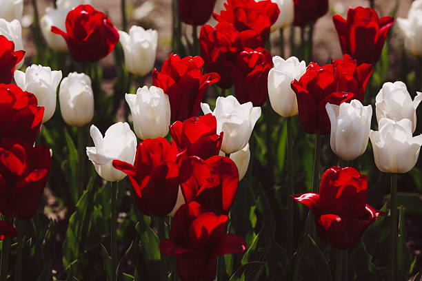 Beautiful tulips in a field on a tulip farm. Shot with a Canon 5D Mark IV.