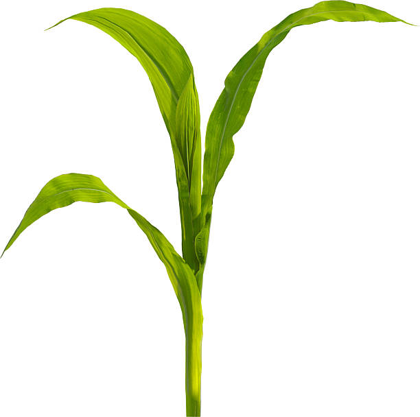 istock Side view of young maize plant - corn 2216735297